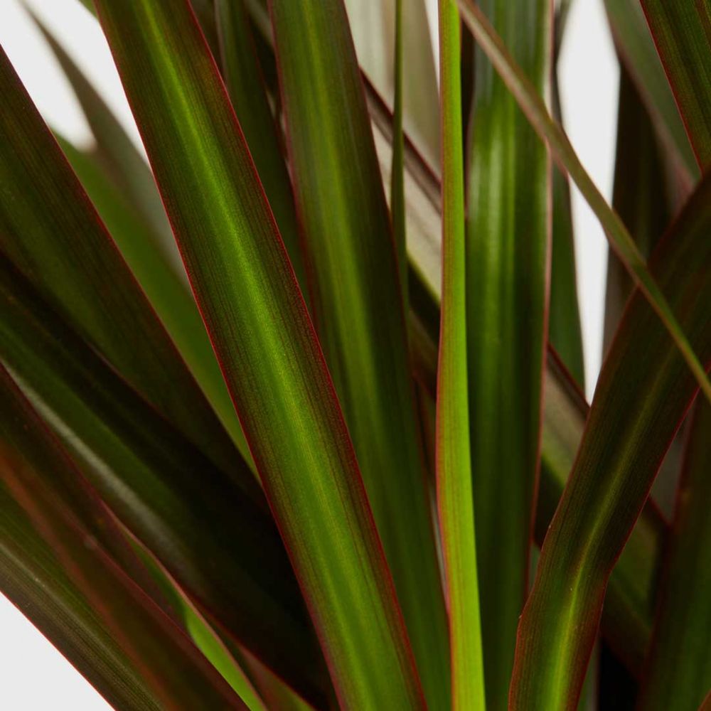 Dracaena Marginata Plant Price in Dubai,UAE - Image 2