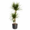 Dracaena Marginata Plant Price in Dubai,UAE