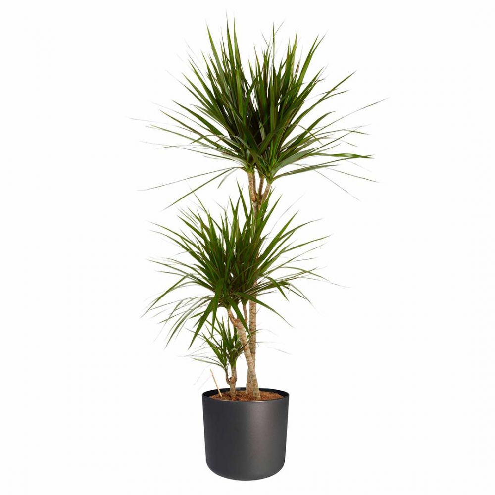 Dracaena Marginata Plant Price in Dubai,UAE