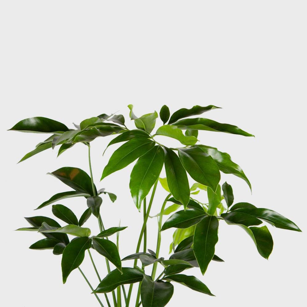Philodendron Green Wonder Plant Price in Dubai,UAE - Image 2