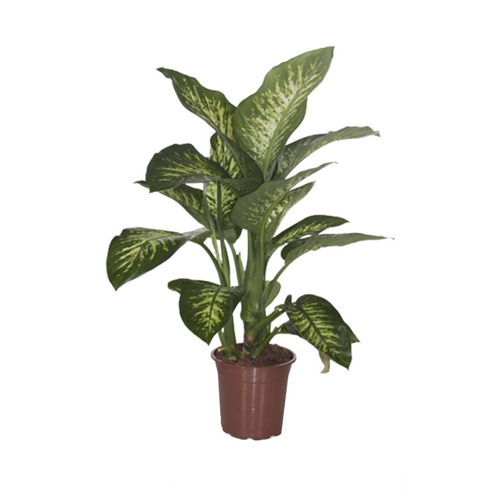 Dieffenbachia Tropic Snow Plant Price in Dubai, UAE