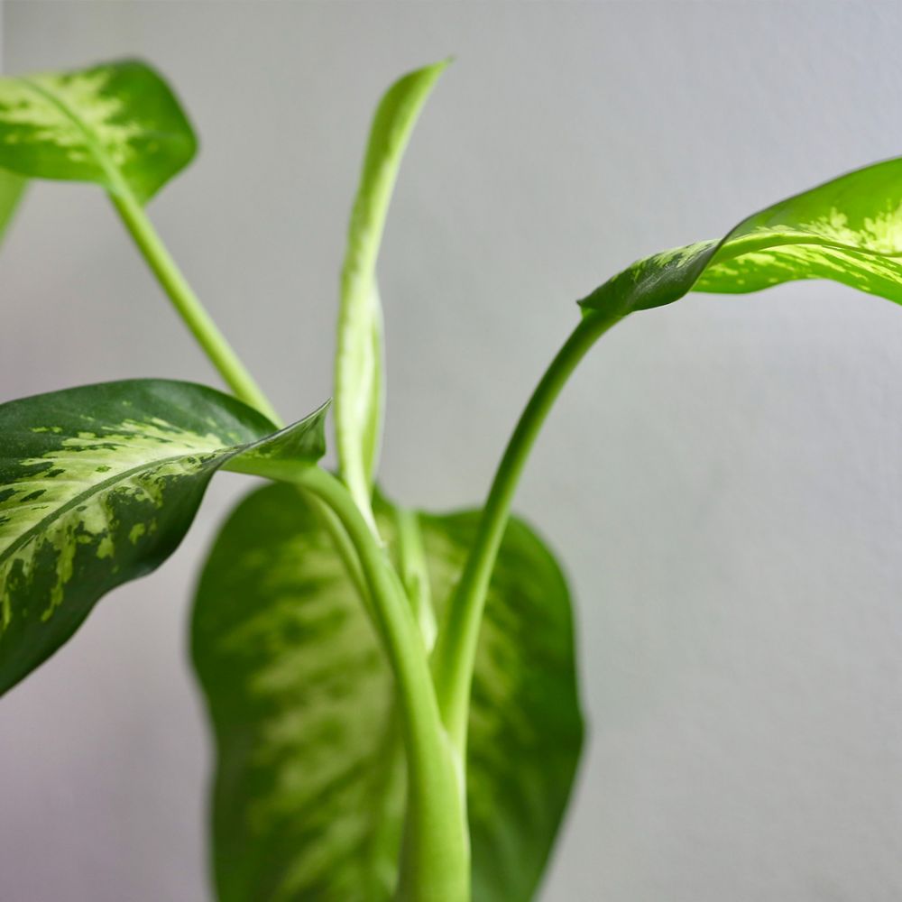 Dieffenbachia Tropic Snow Plant Price in Dubai, UAE - Image 2