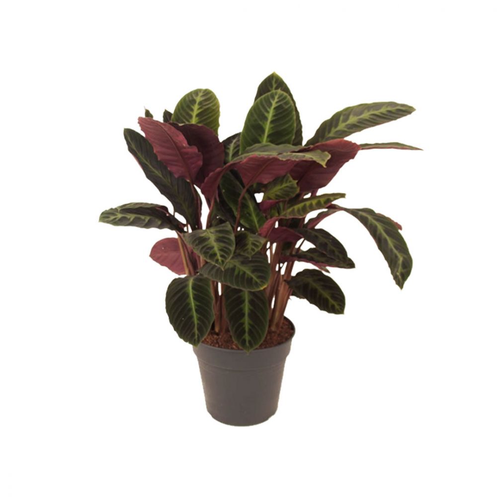 Calathea Warscewiczii Plant Price in Dubai, UAE
