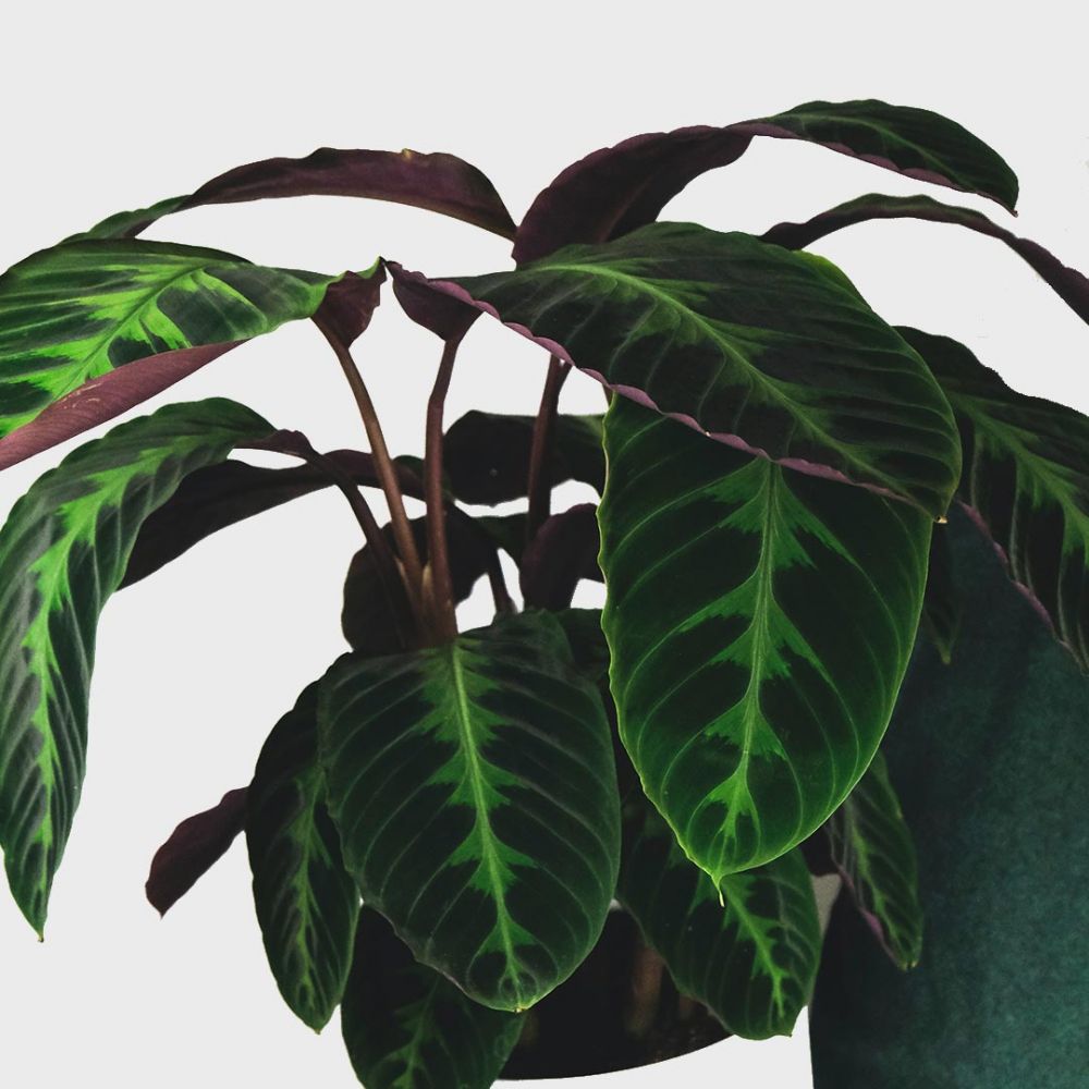 Calathea Warscewiczii Plant Price in Dubai, UAE - Image 2