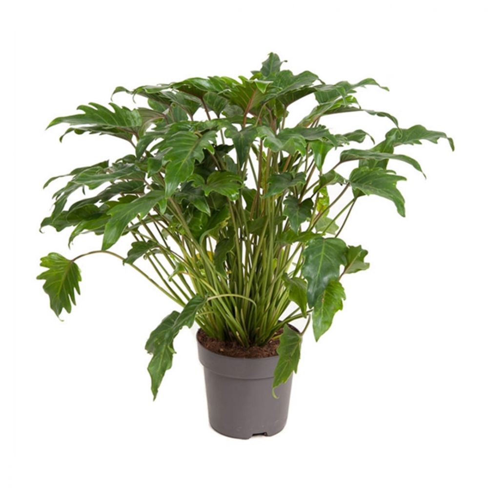 Philodendron Xanadu Plant Price in Dubai, UAE