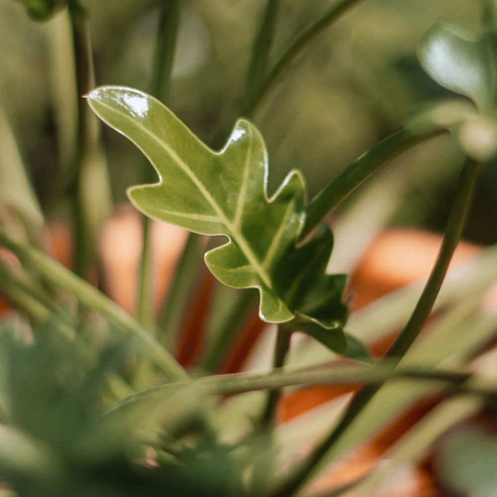 Philodendron Xanadu Plant Price in Dubai, UAE - Image 2