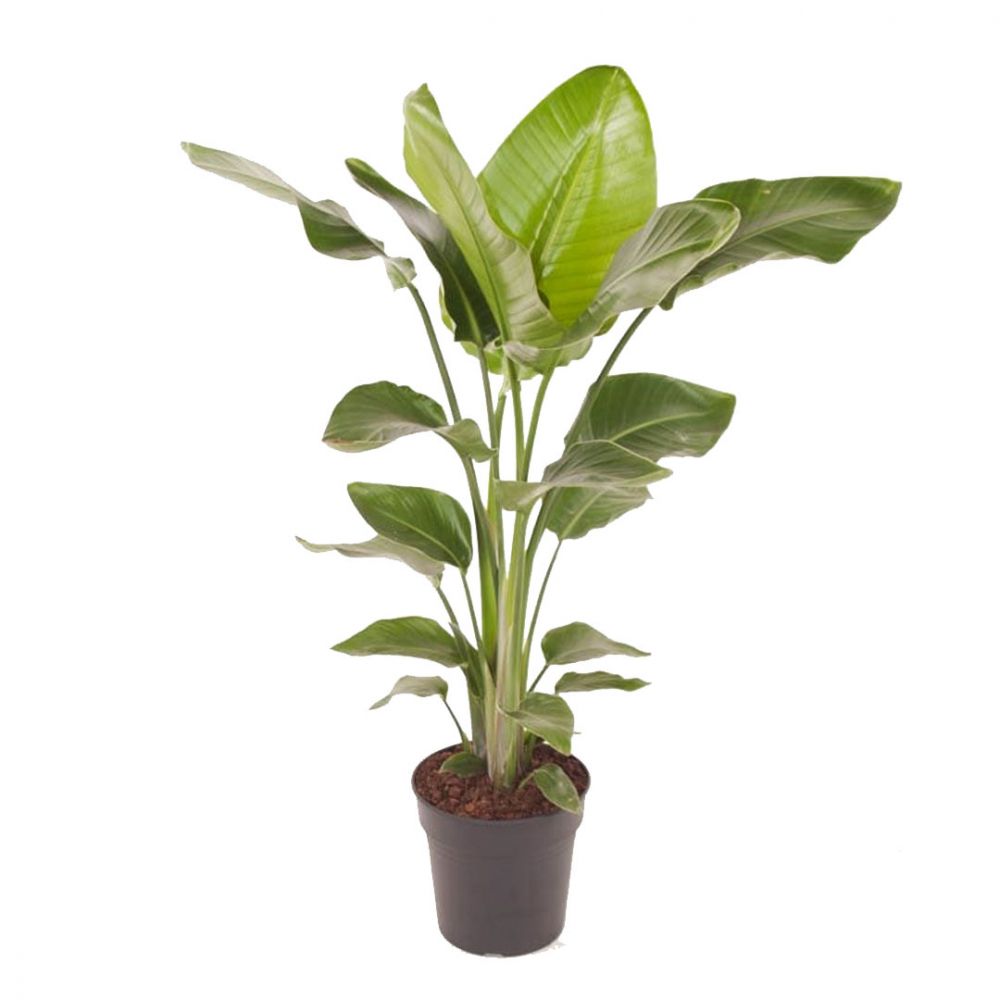 Strelitzia Nicolai Plant Price in Dubai, UAE