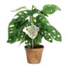 Monstera Obliqua Plant Price in Dubai, UAE