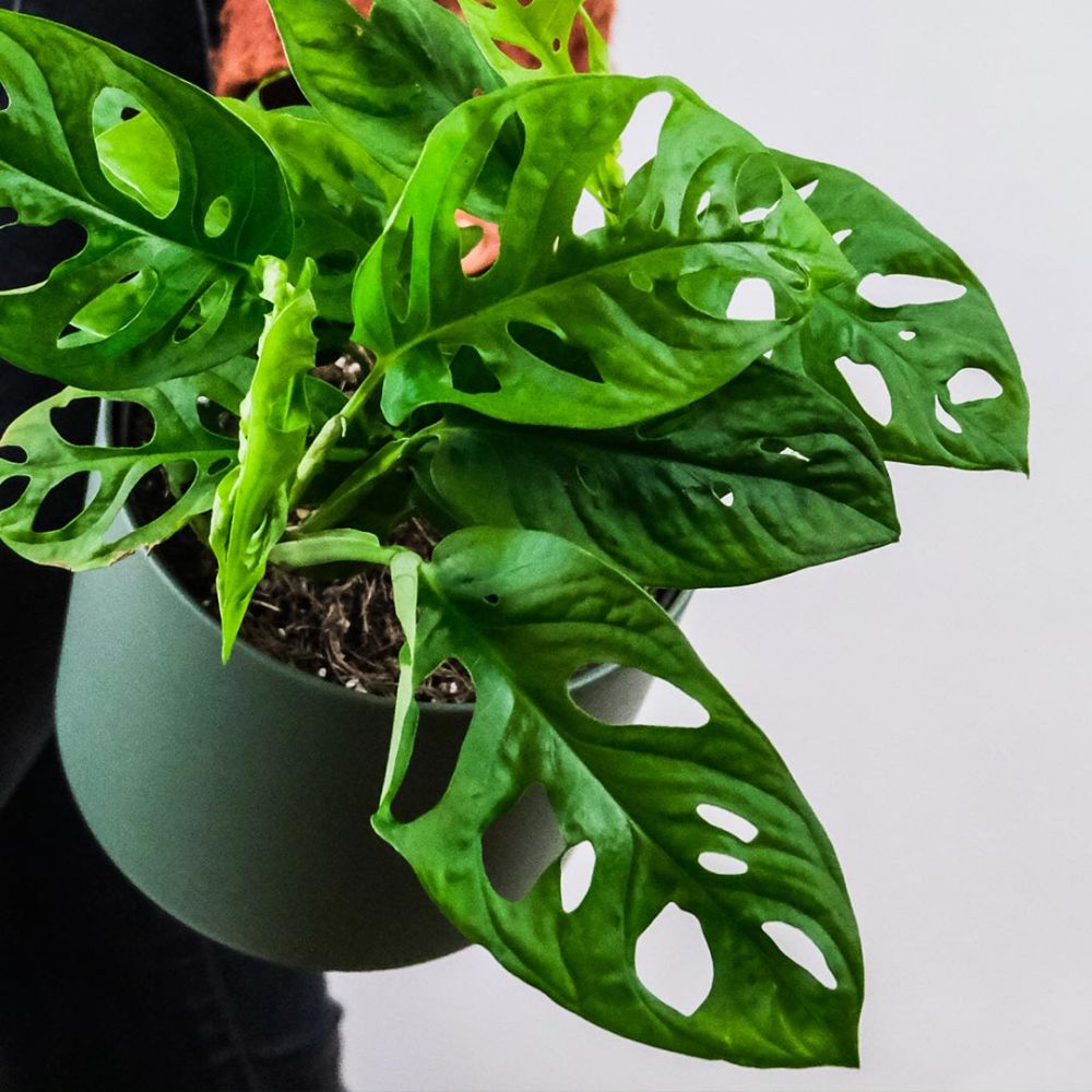 Monstera Obliqua Plant Price in Dubai, UAE - Image 2
