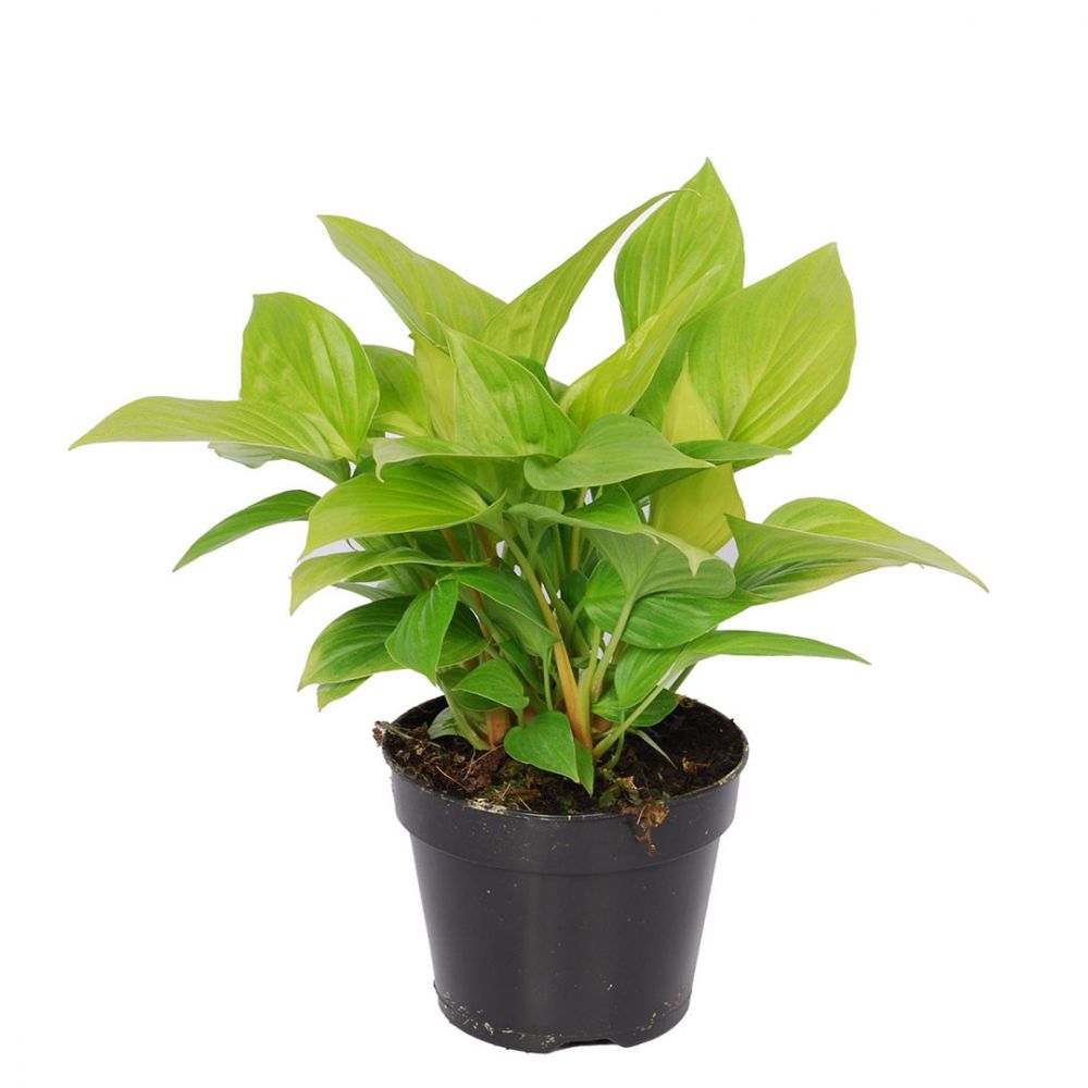 Homalomena Lemon Lime Plant Price in Dubai, UAE