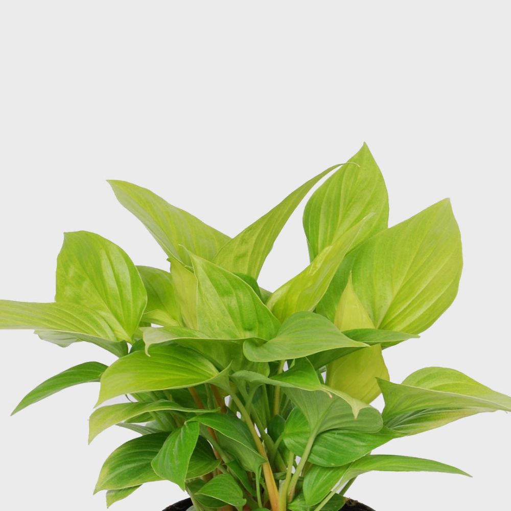 Homalomena Lemon Lime Plant Price in Dubai, UAE - Image 2
