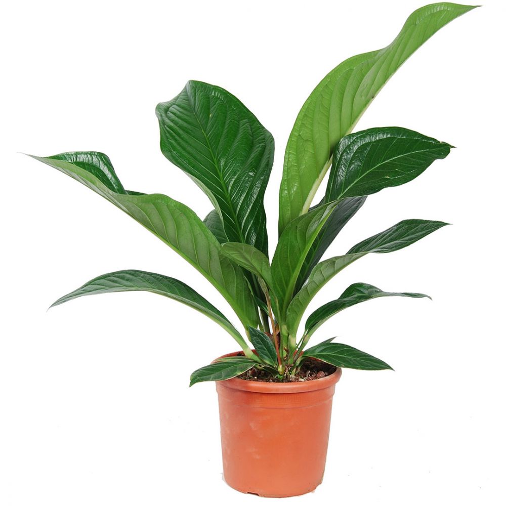 Anthurium Green passion Plant Price in Dubai, UAE