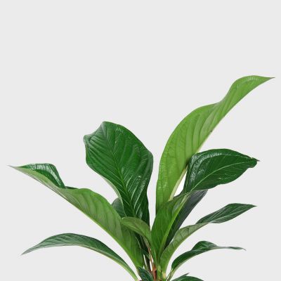 Anthurium Green passion Plant Price in Dubai, UAE - Image 2
