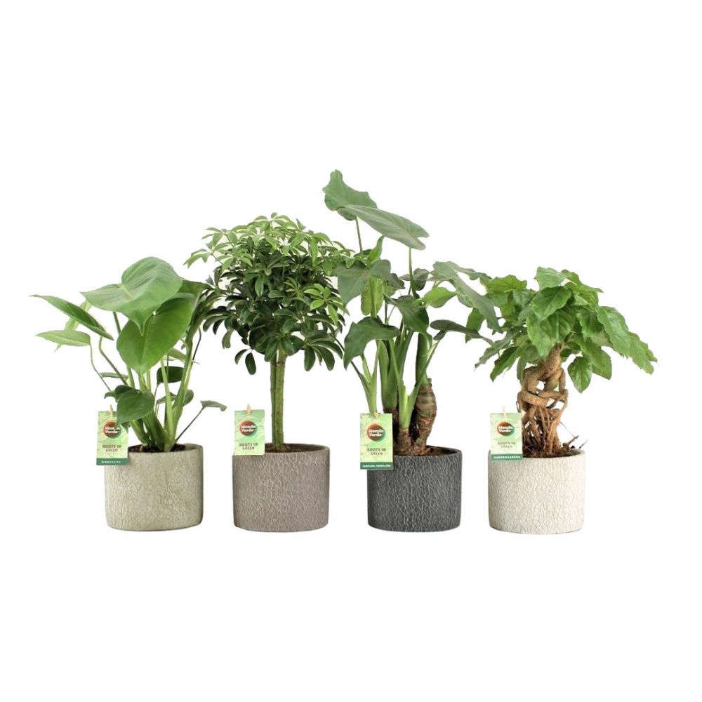 Tropical plant set Plant Price in Dubai, UAE