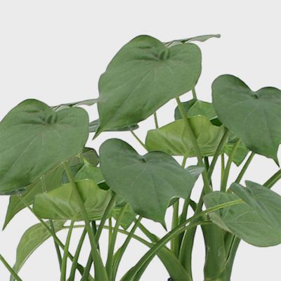 Tropical plant set Plant Price in Dubai, UAE - Image 2