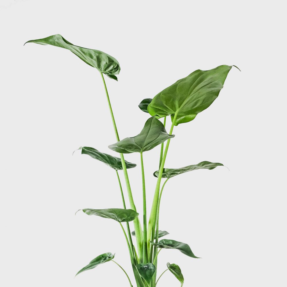 Alocasia Cucullata Plant Price in Dubai,UAE - Image 2