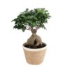 Ficus Ginseng Bonsai Plant Price in Dubai, UAE
