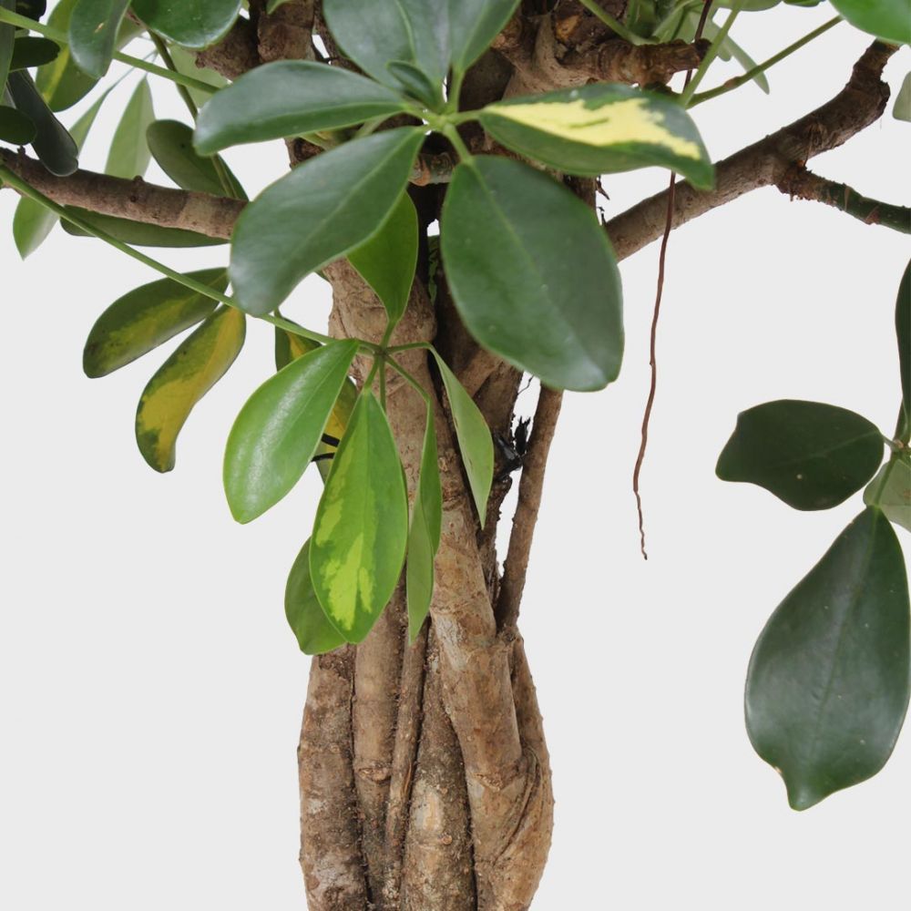 Schefflera Gold Capella Plant Price in Dubai,UAE - Image 2