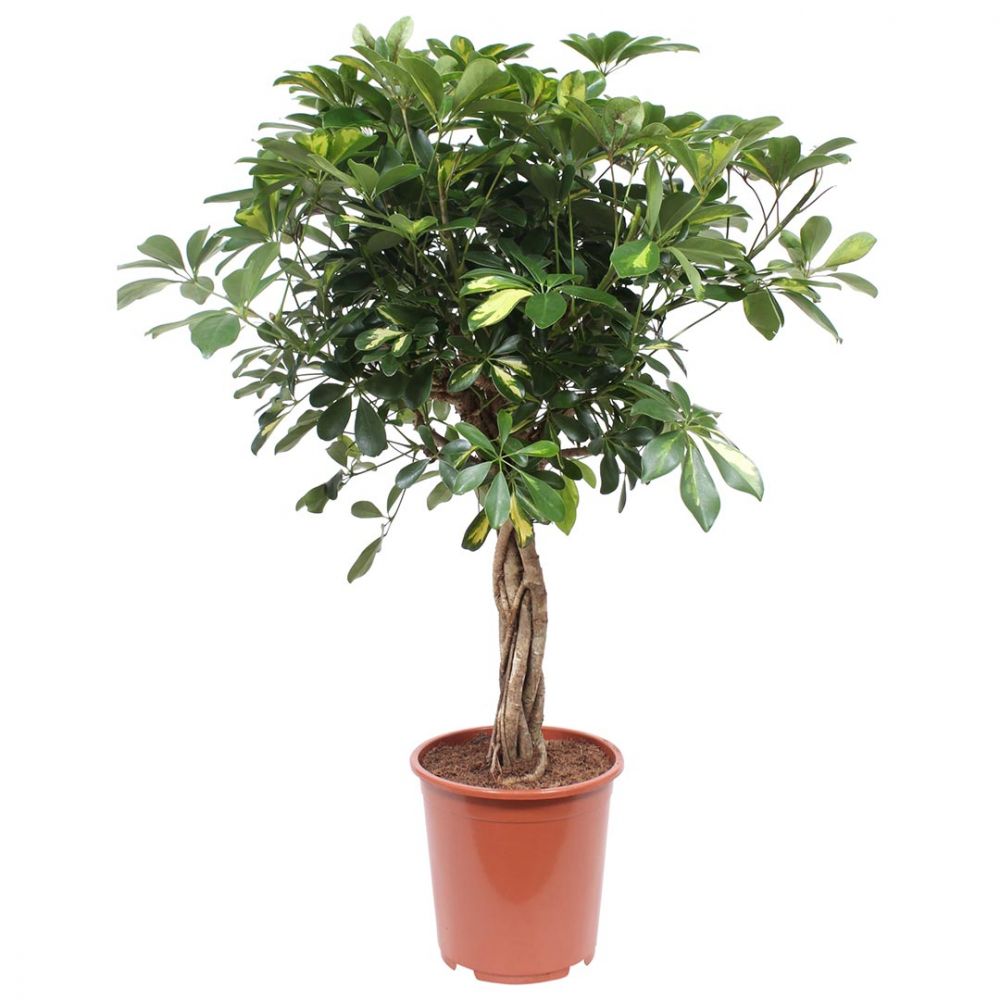 Schefflera Gold Capella Plant Price in Dubai,UAE