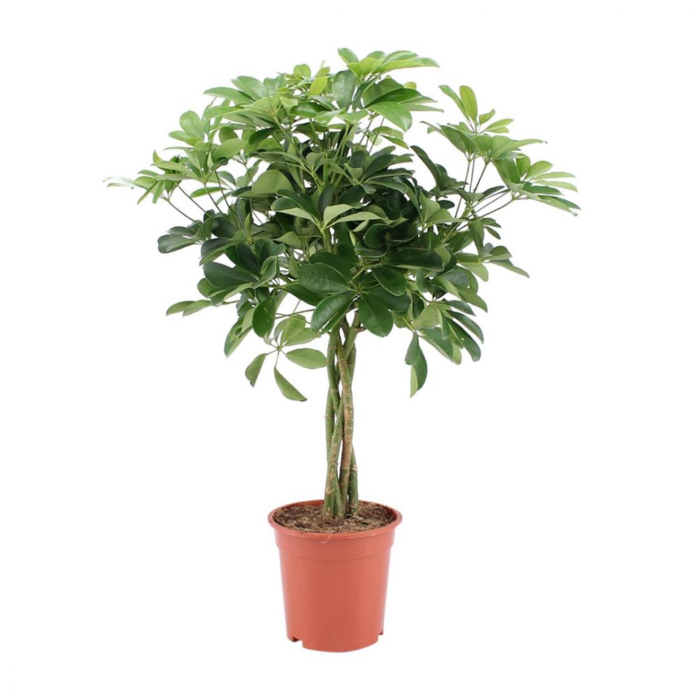 Schefflera Arboricola Plant Price in Dubai, UAE