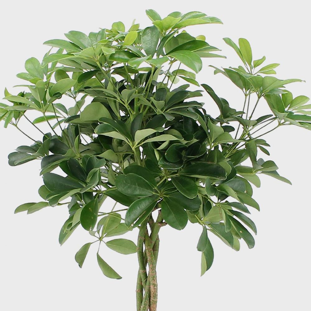 Tropical plant set Plant Price in Dubai, UAE - Image 4