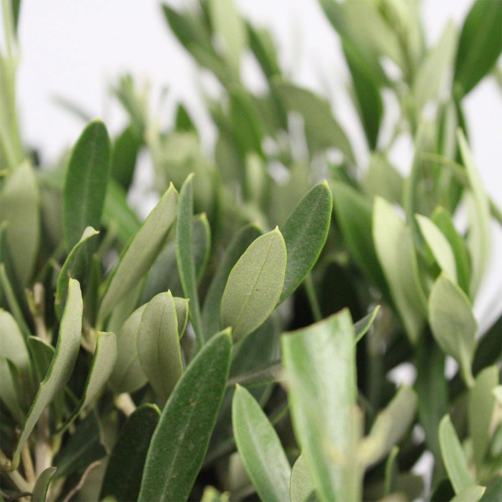 Olive Tree Plant Price in Dubai, UAE - Image 2