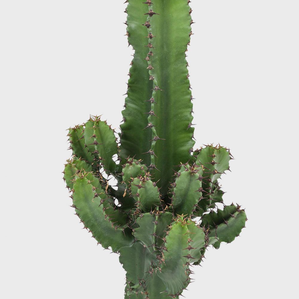 Euphorbia Plant Price in Dubai, UAE - Image 2