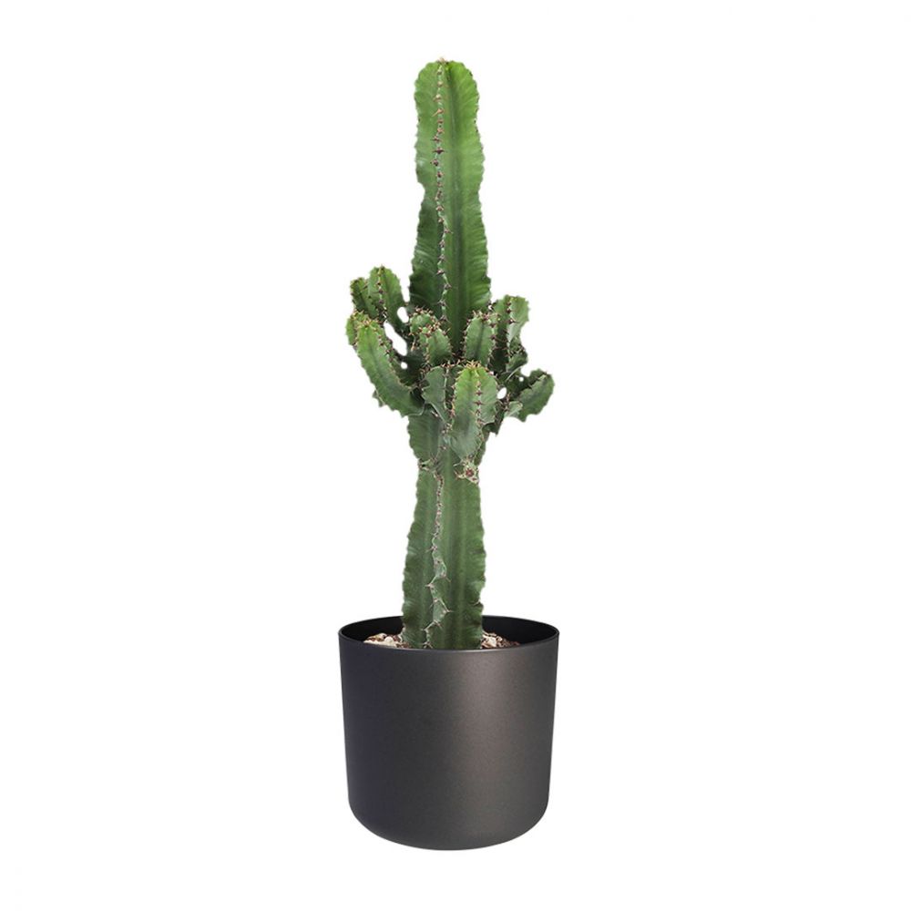 Euphorbia Plant Price in Dubai, UAE