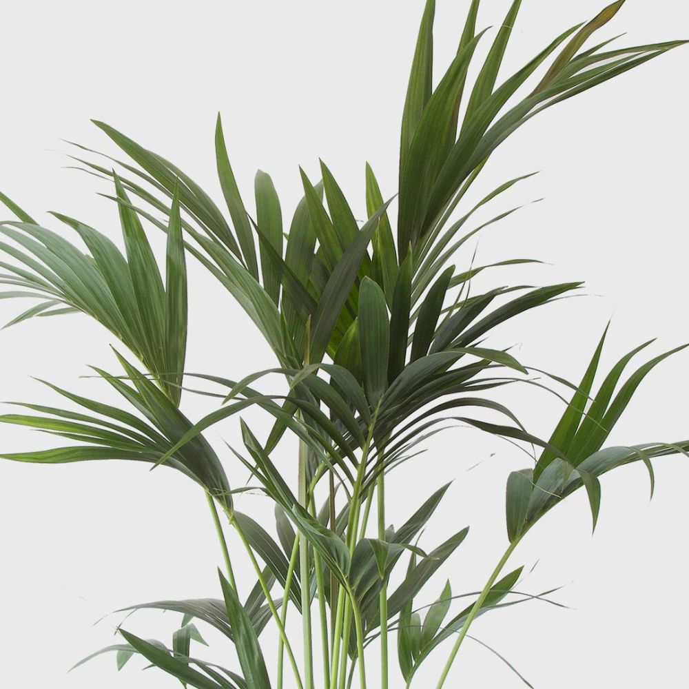 Kentia Palm Plant Price in Dubai, UAE - Image 2