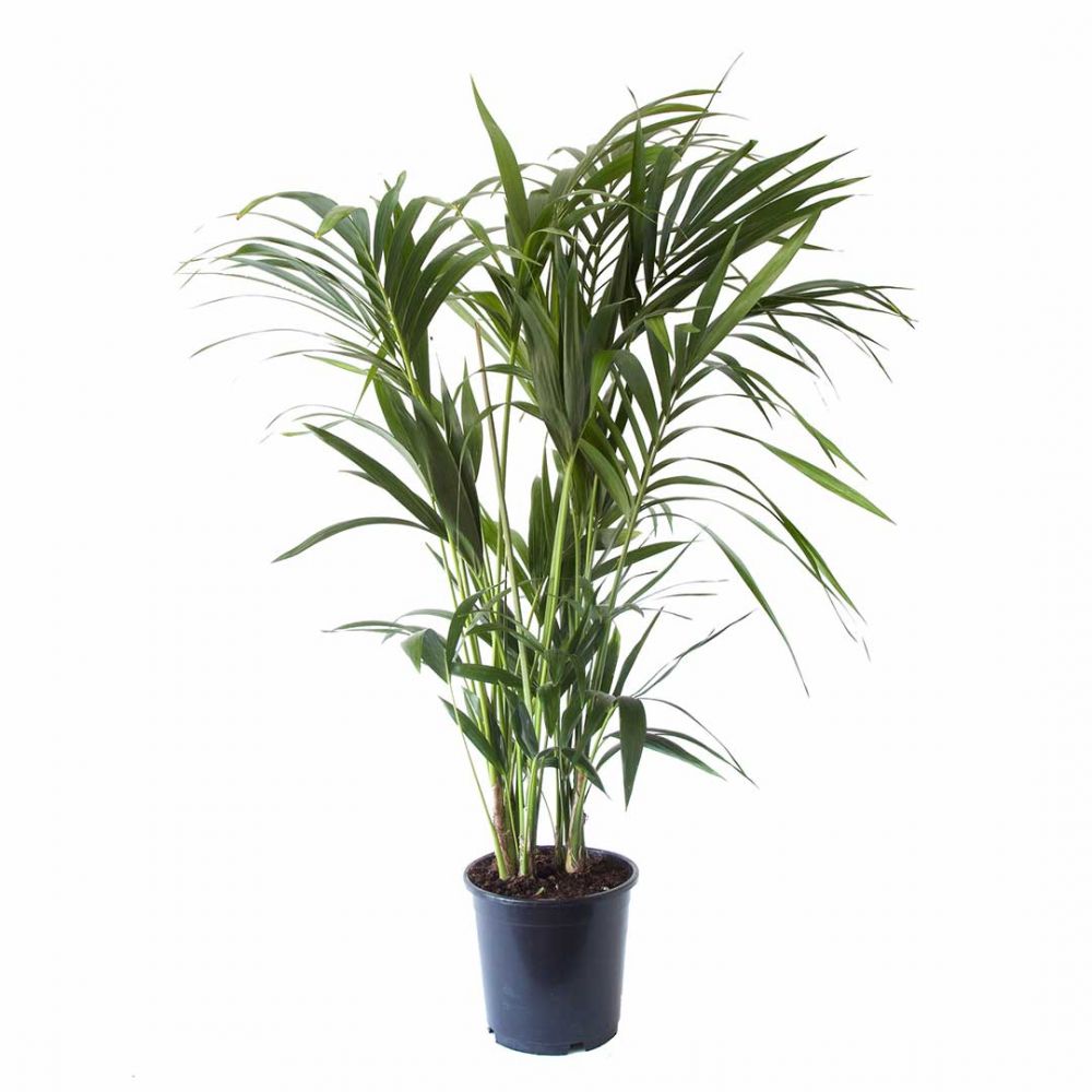 Kentia Palm Plant Price in Dubai, UAE