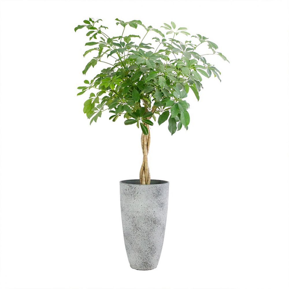 Schefflera Compacta Plant Price in Dubai, UAE