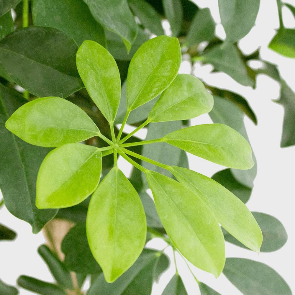 Schefflera Compacta Plant Price in Dubai, UAE - Image 2