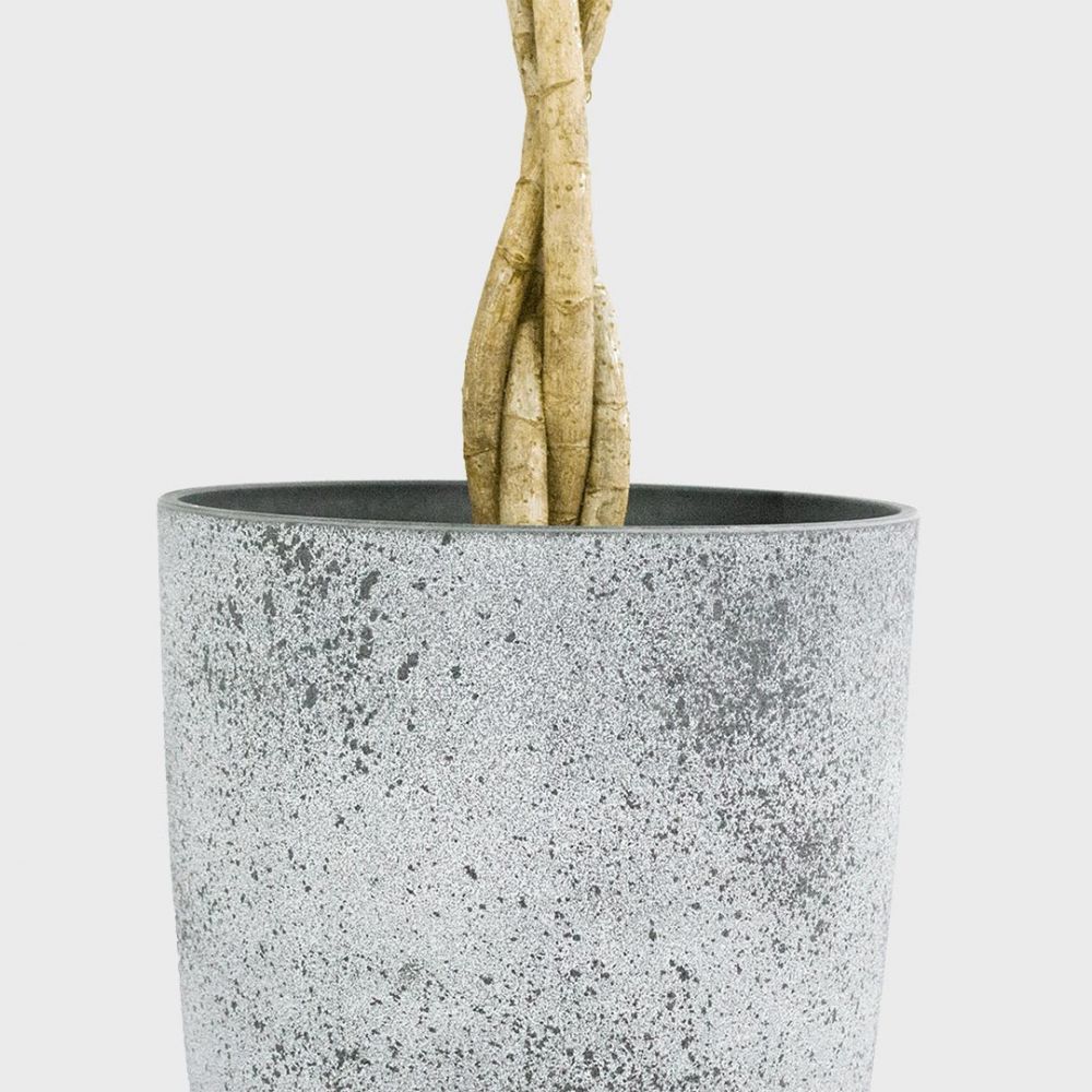 Schefflera Compacta Plant Price in Dubai, UAE - Image 2