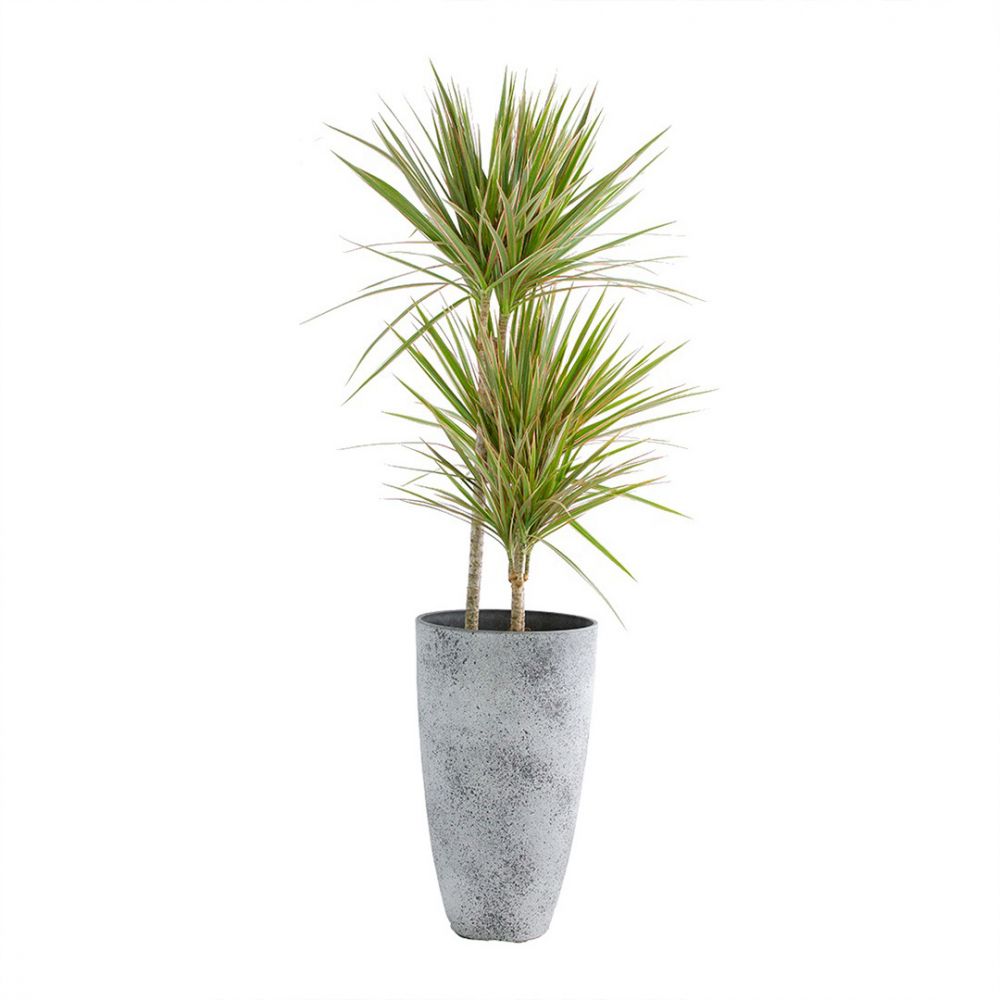 Dracaena Bicolour Plant Price in Dubai,UAE
