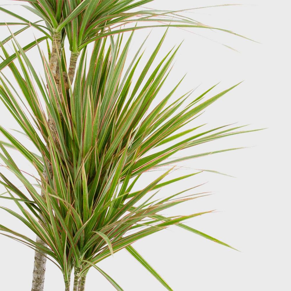 Dracaena Bicolour Plant Price in Dubai,UAE - Image 2