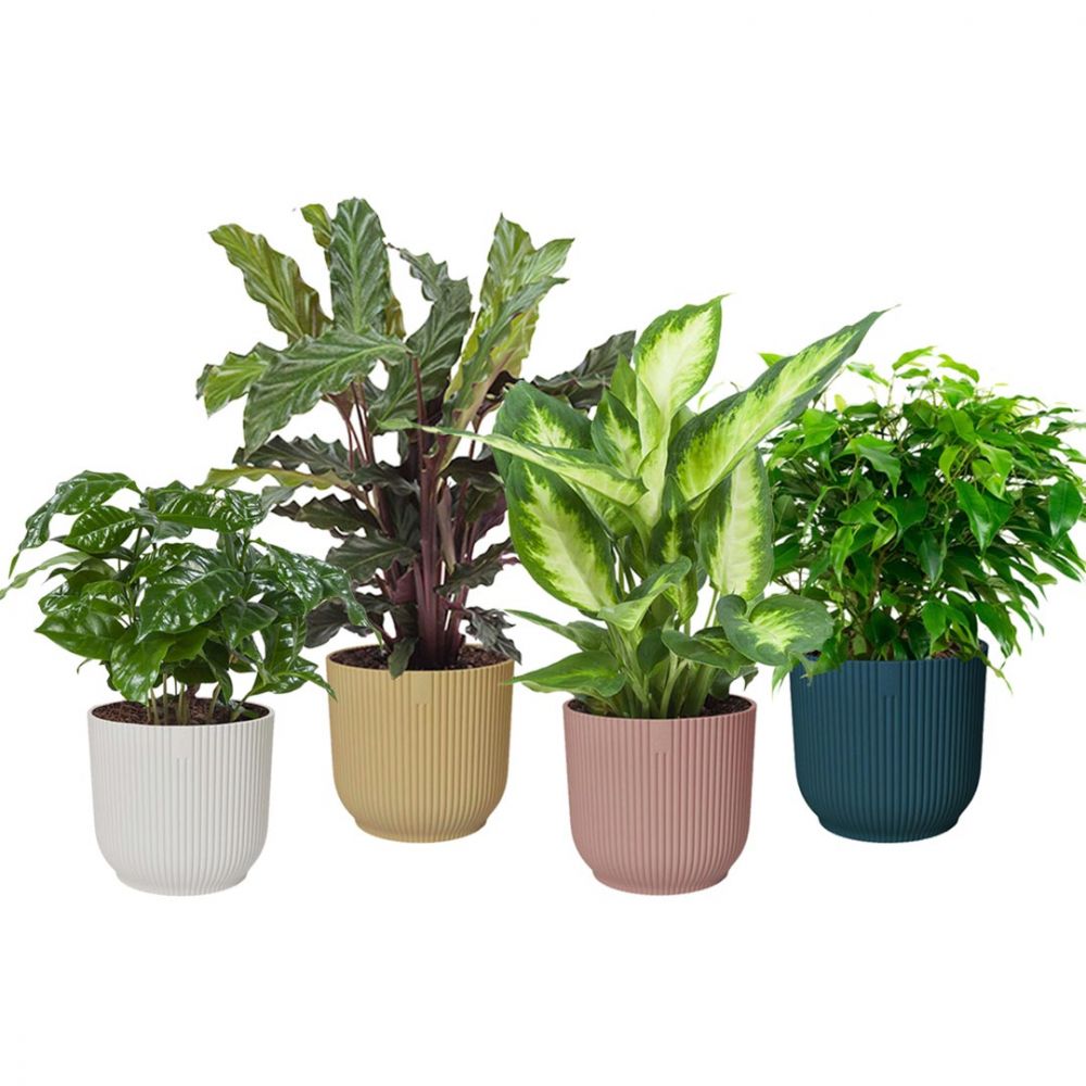 Plant mix in Elho Vibes Fold Plant Price in Dubai ,UAE