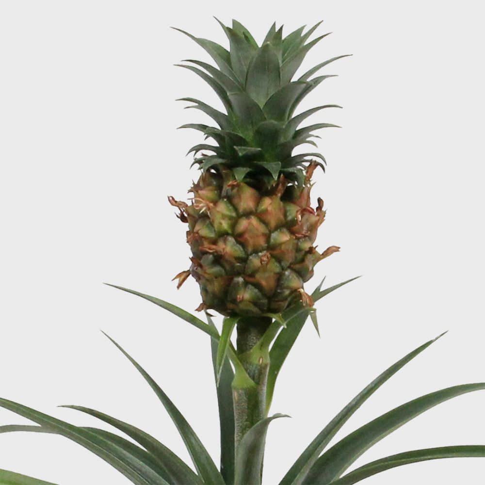 Pineapple plant duo Plant Price in Dubai, UAE - Image 2