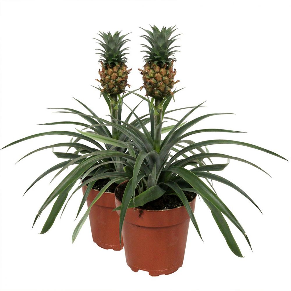 Pineapple plant duo Plant Price in Dubai, UAE
