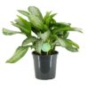 Aglaonema Silver Bay Plant Price in Dubai, UAE