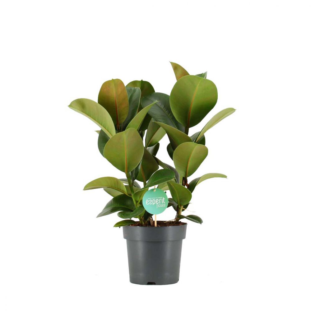 Ficus Elastica Cloe Plant Price in Dubai, UAE