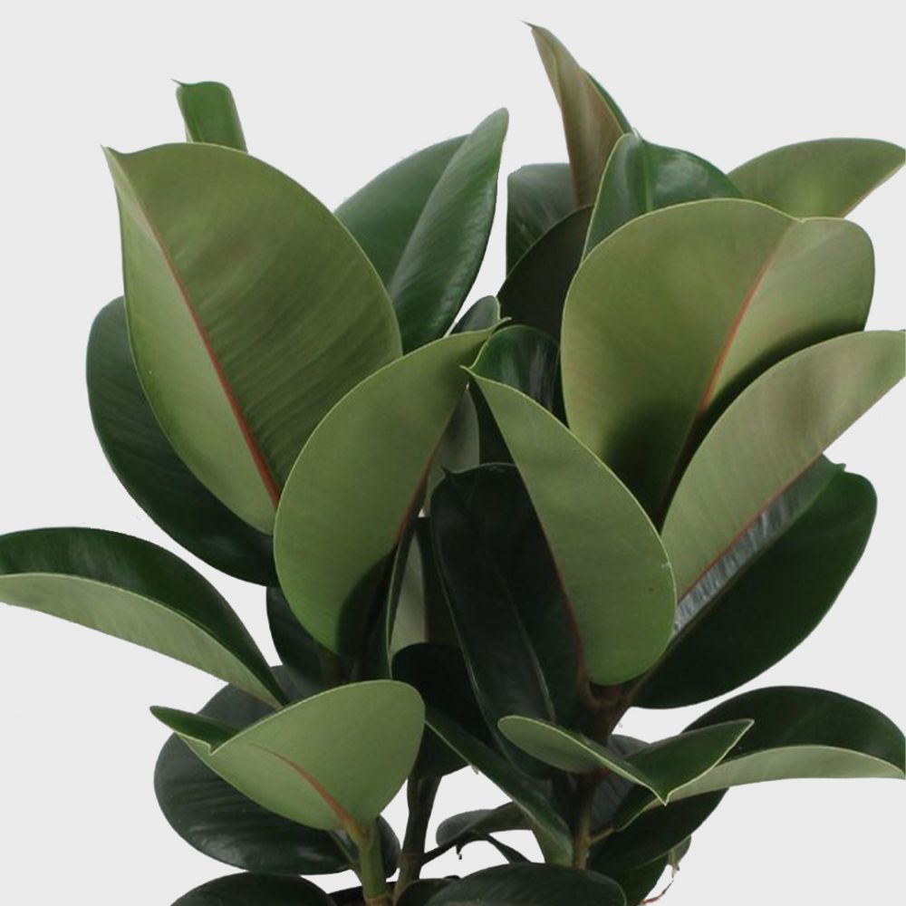 Ficus Elastica Cloe Plant Price in Dubai, UAE - Image 2
