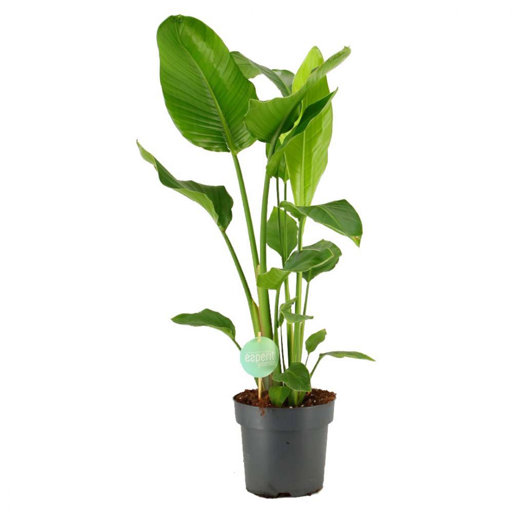 Strelitzia Nicolai Plant Price in Dubai, UAE