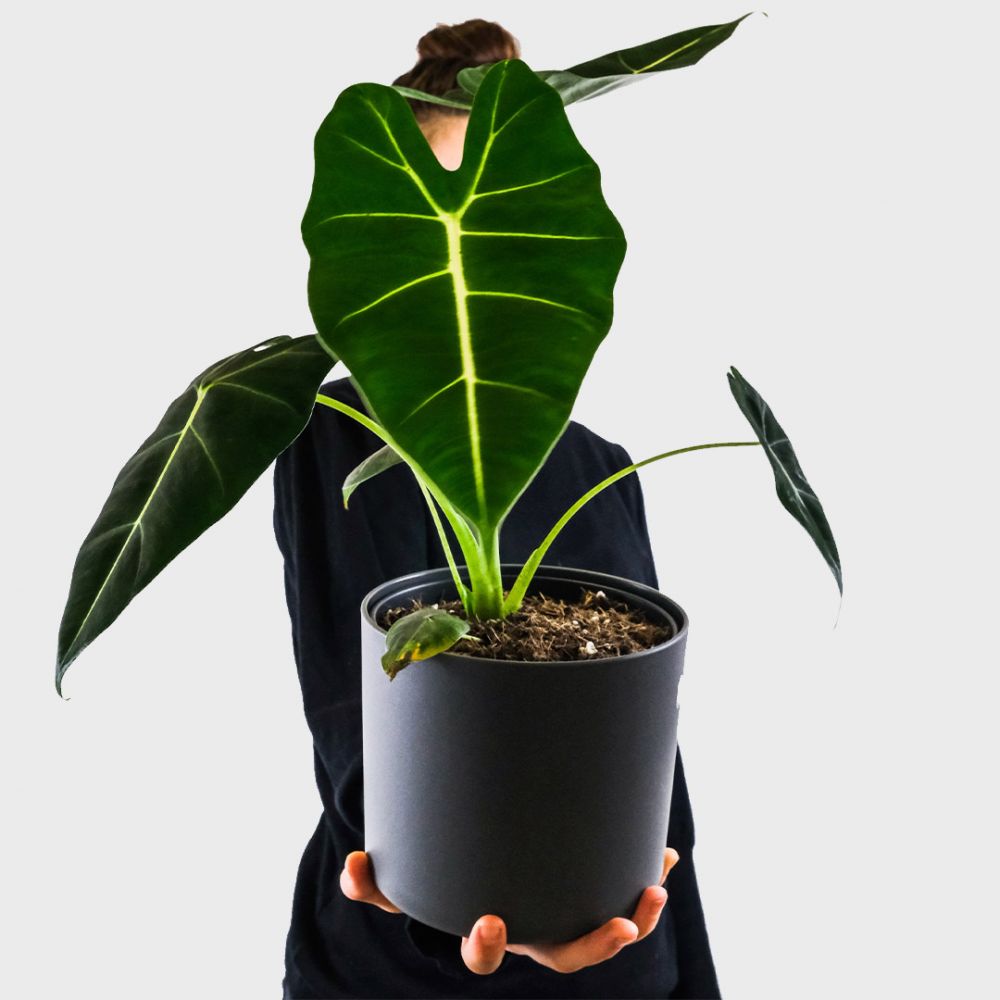 Alocasia Frydek Plant Price in Dubai, UAE - Image 2