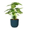 Alocasia Frydek Plant Price in Dubai, UAE