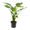 Alocasia Cucullata Plant Price in Dubai, UAE