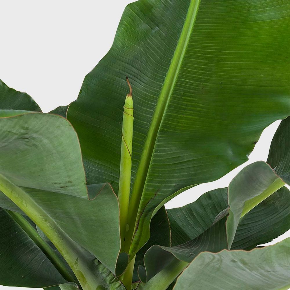 Paradise plant mix Plant Price in Dubai, UAE - Image 2
