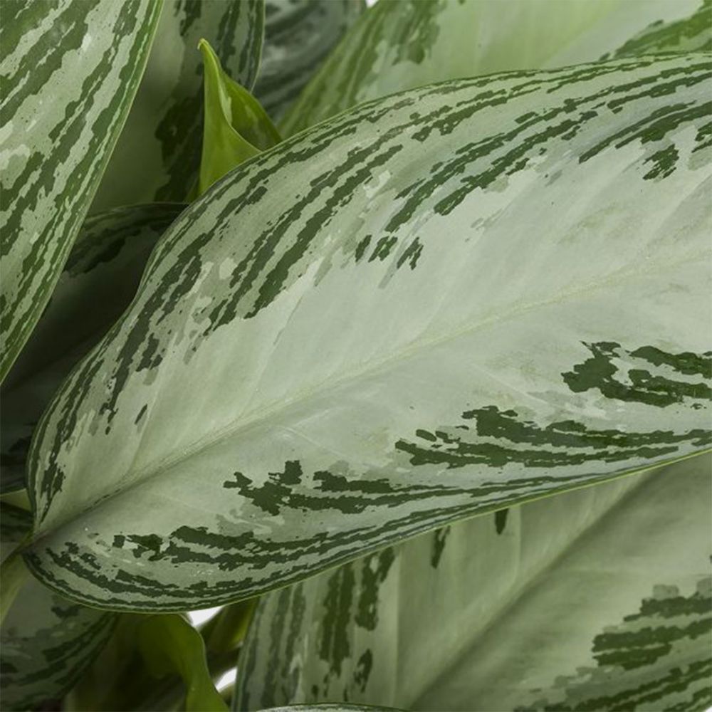 Aglaonema Silver Bay Plant Price in Dubai, UAE - Image 2