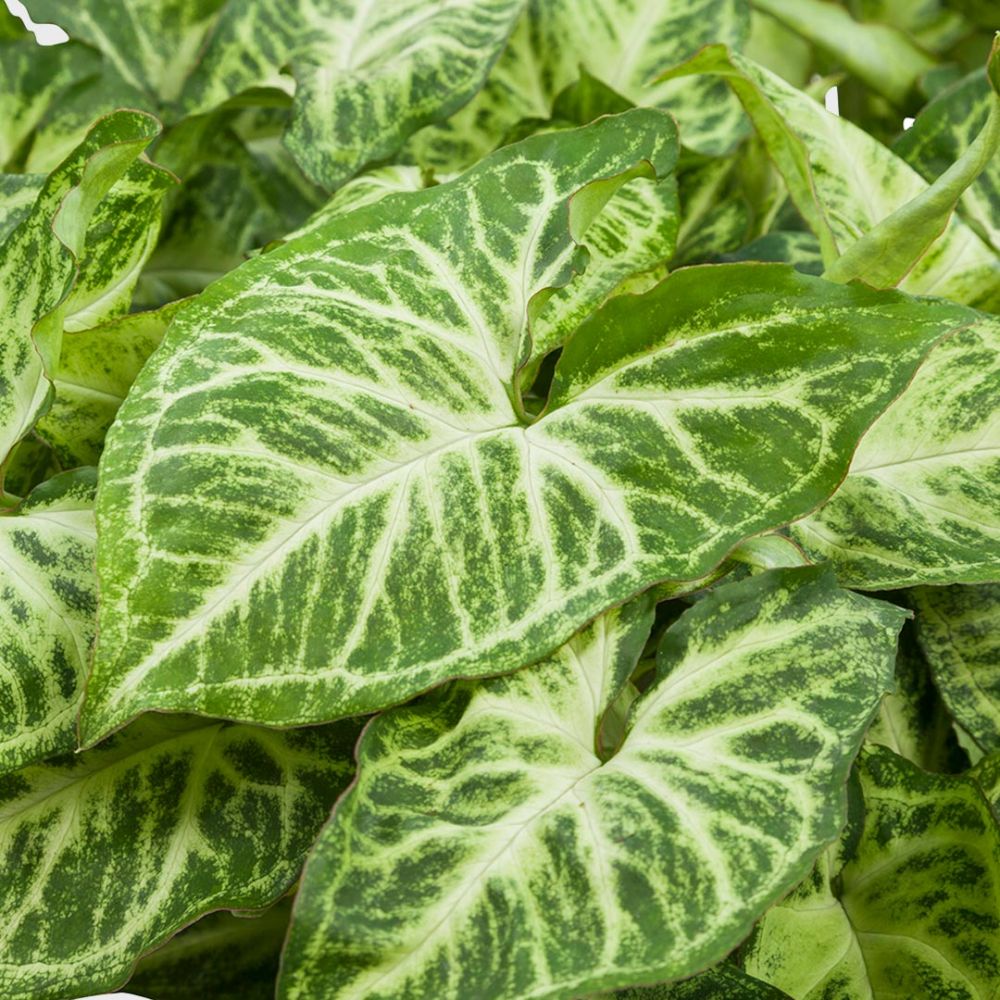 Syngonium Arrow Plant Price in Dubai, UAE - Image 2