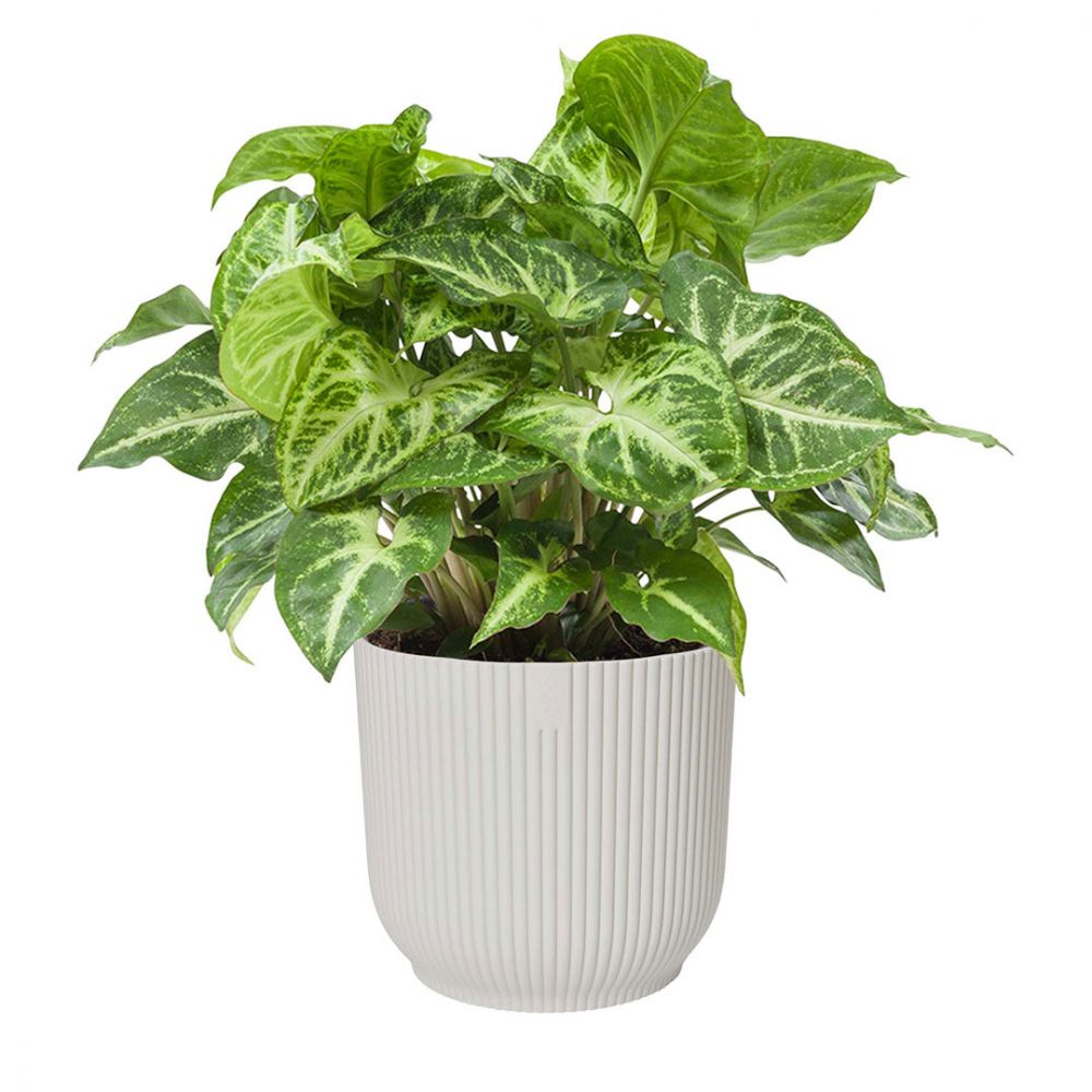 Syngonium Arrow Plant Price in Dubai, UAE