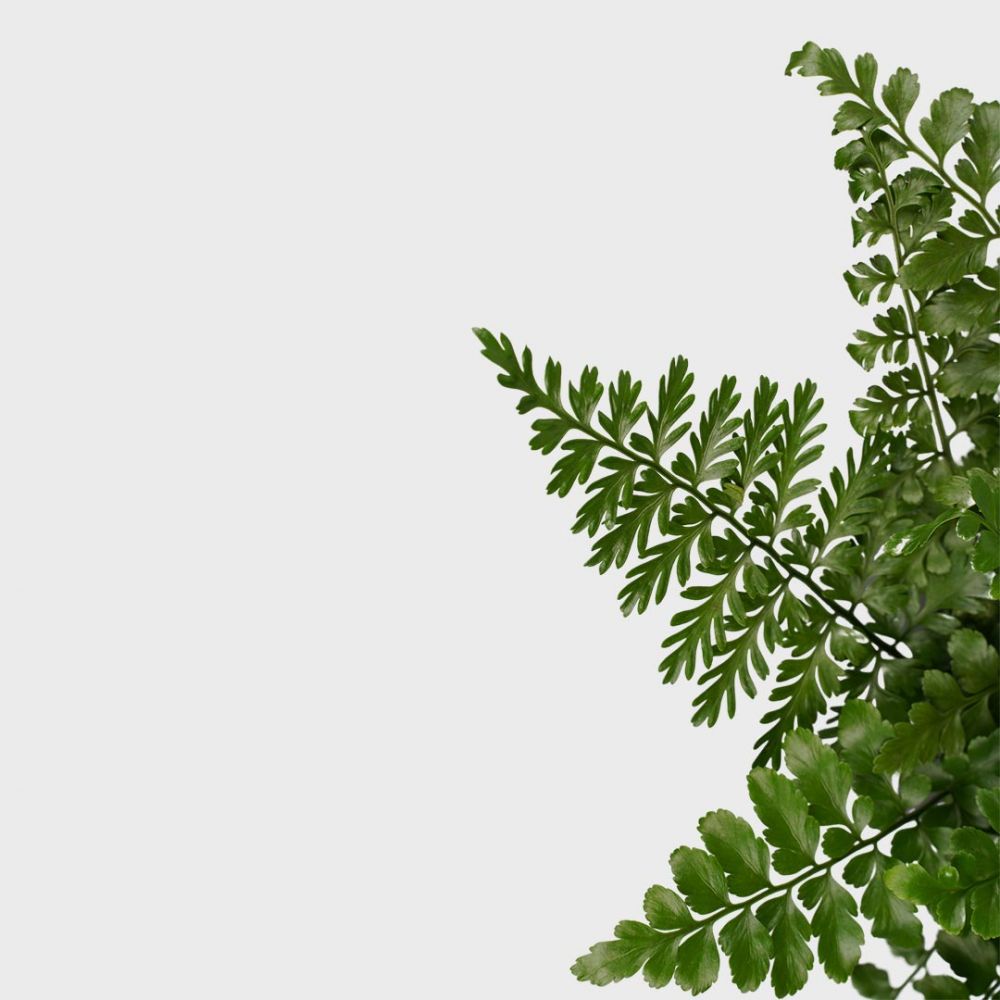 Asplenium Parvati Plant Price in Dubai, UAE - Image 2